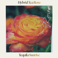 Hybrid Tea — Tequila Sunrise