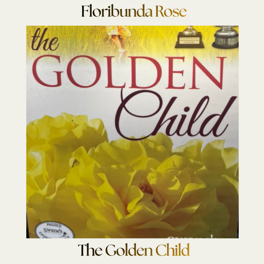 Floribunda — The Golden Child