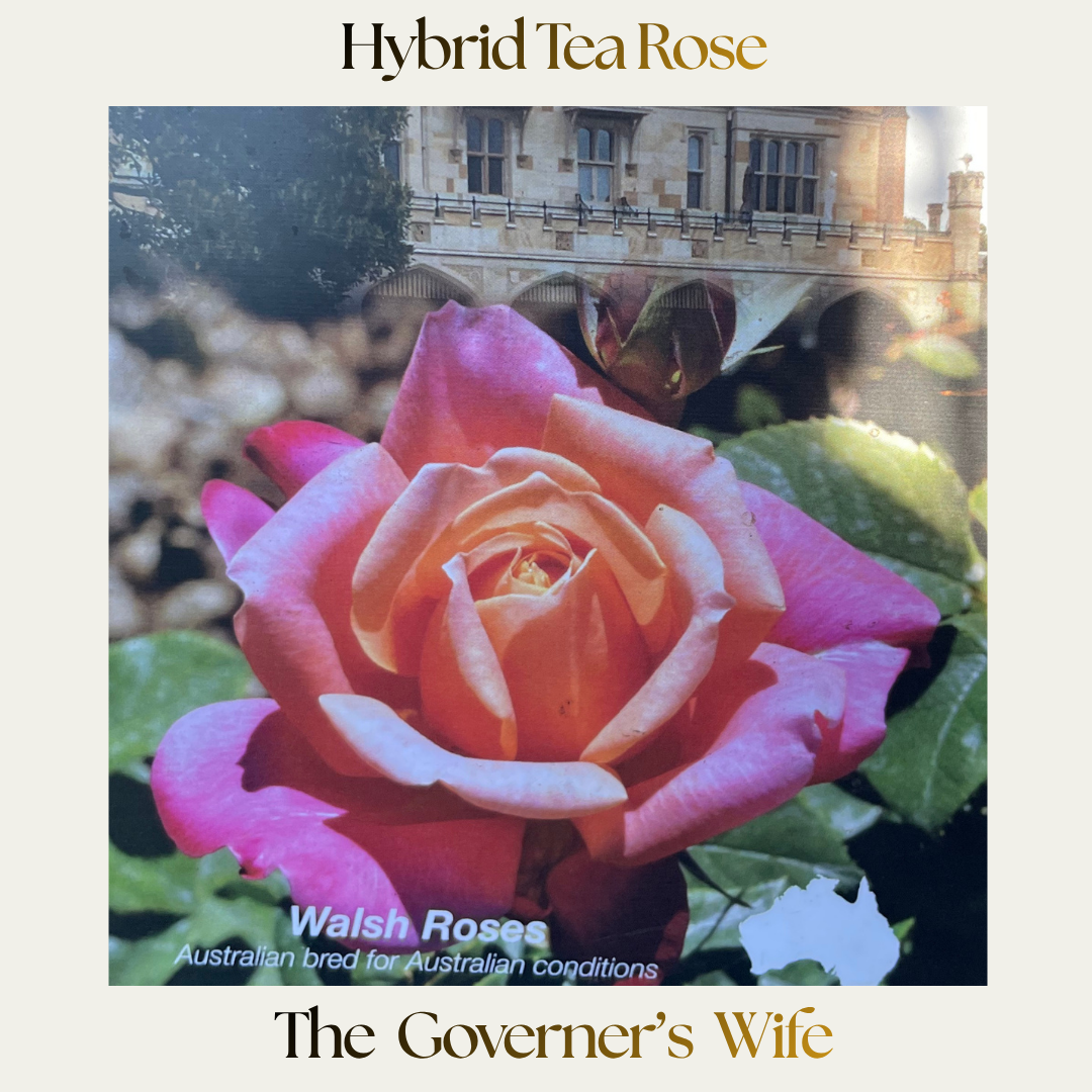 Hybrid Tea — The Governors Wife