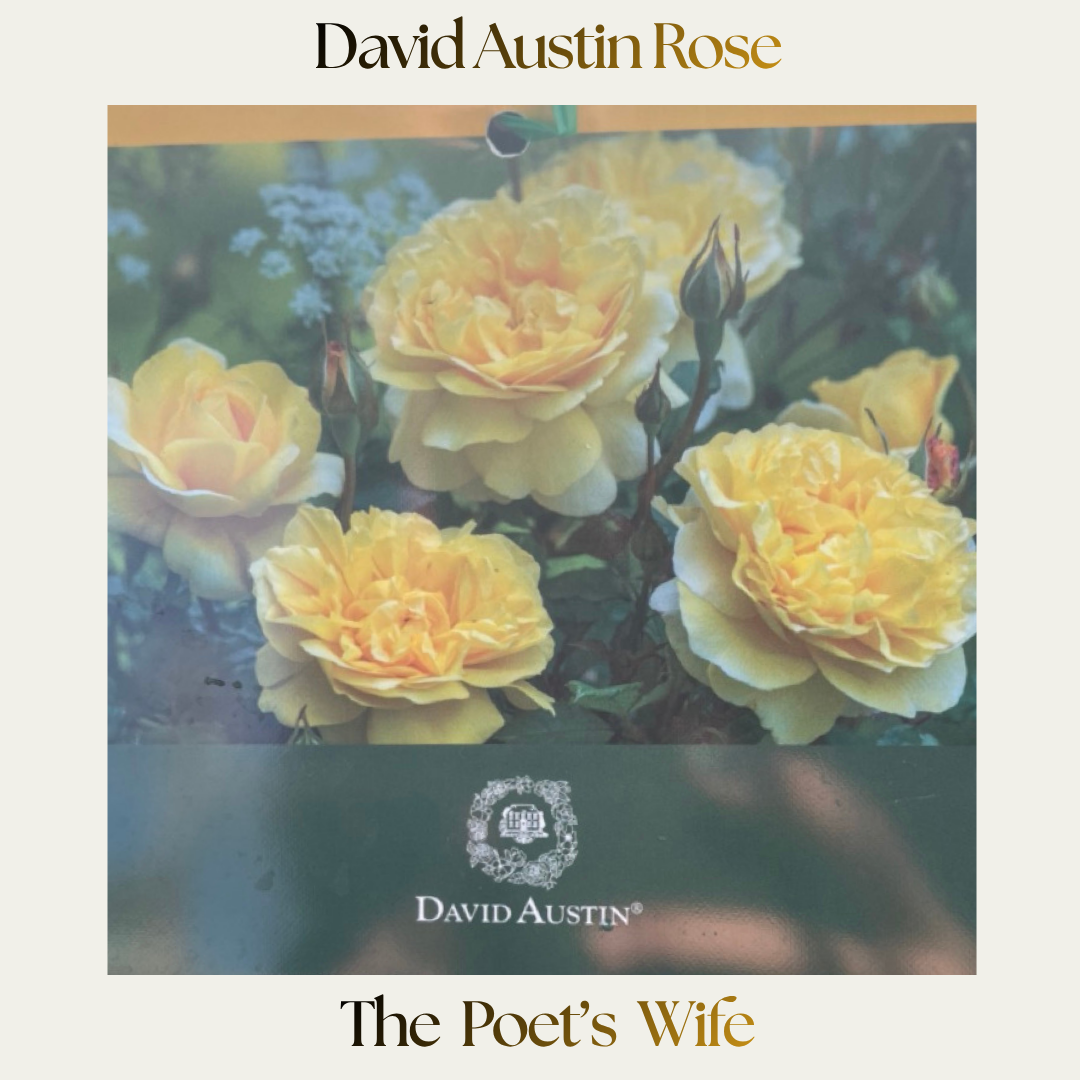 David Austin — The Poets Wife