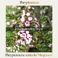 Thryptomene saxicola — Mingenew