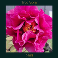 Tree Peony — Mimi