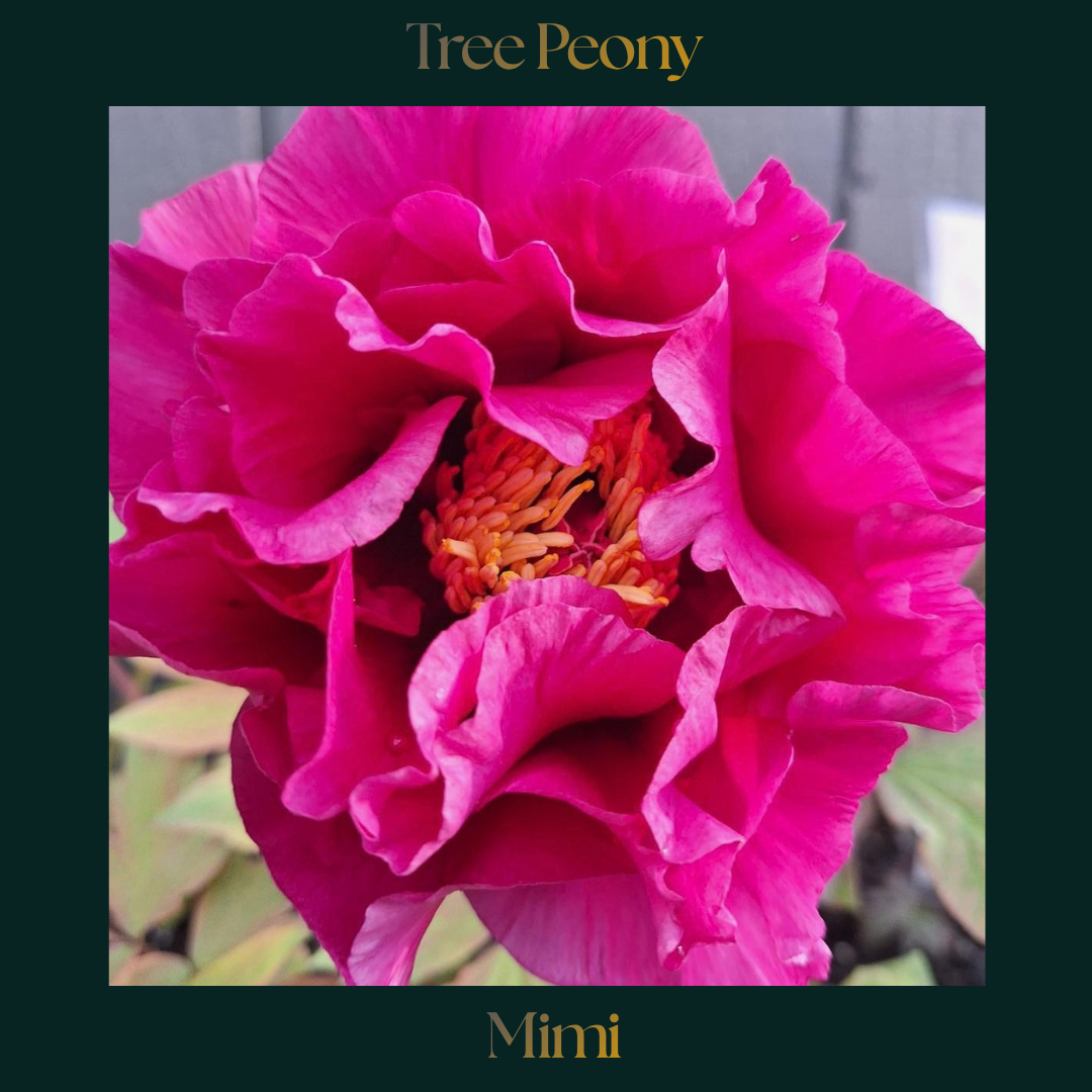 Tree Peony — Mimi