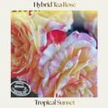 Hybrid Tea — Tropical Sunset