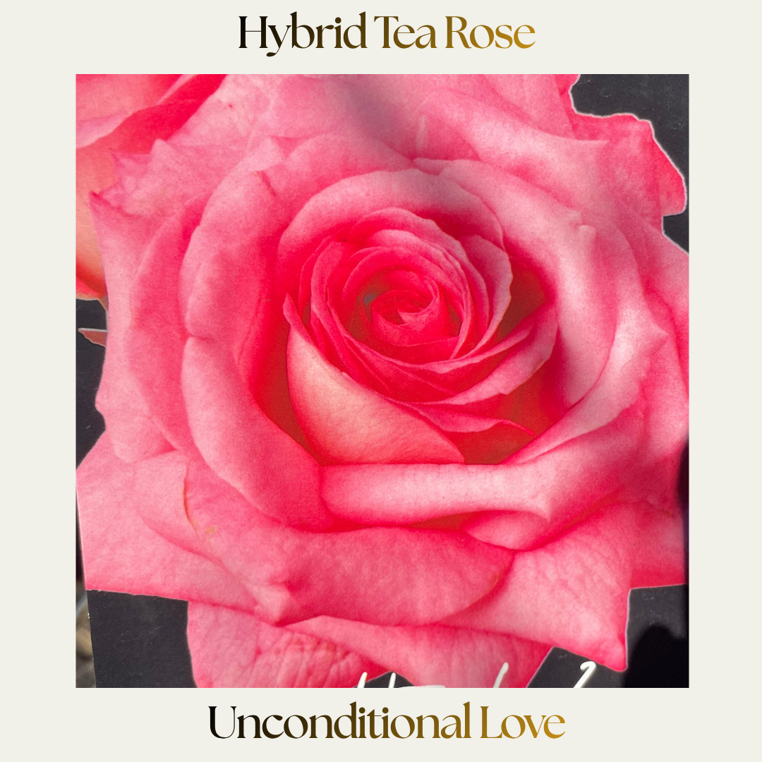 Hybrid Tea — Unconditional Love