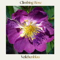 Climbing Rose — Veilchenblau