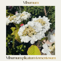 Viburnum — Viburnum plicatum tomentosum