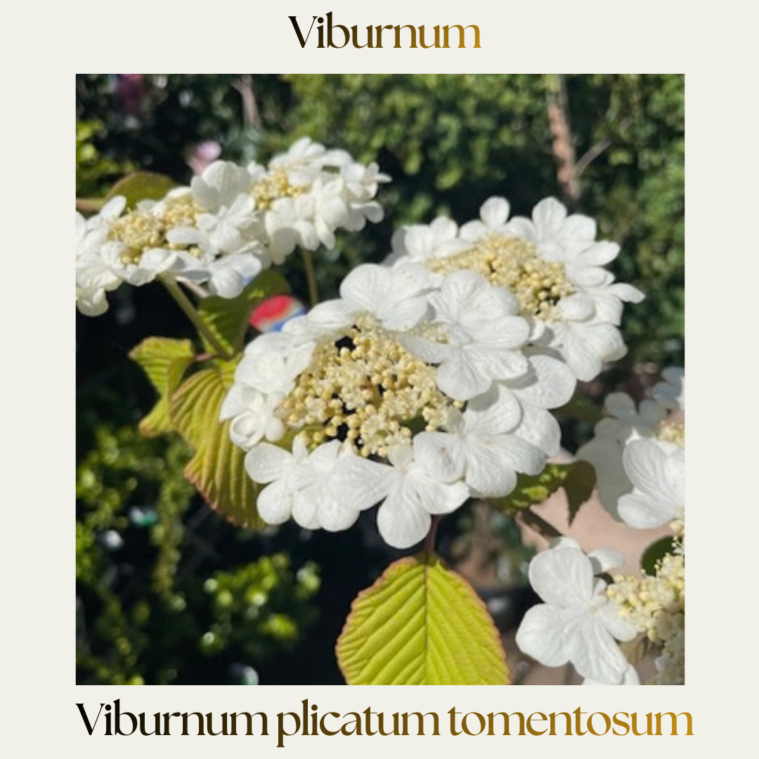 Viburnum — Viburnum plicatum tomentosum