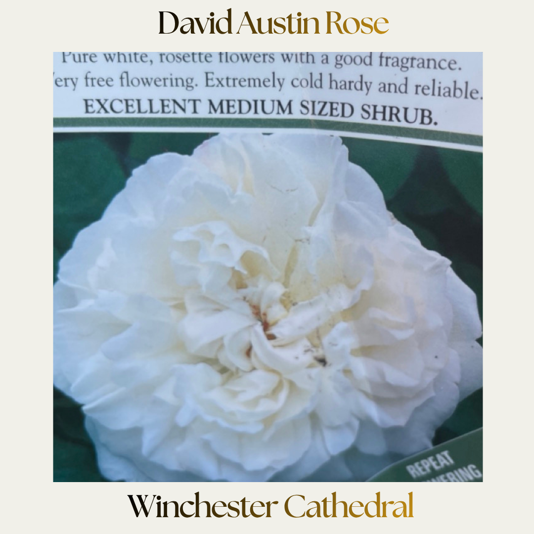David Austin — Winchester Cathedral