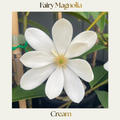 Fairy Magnolia — Cream