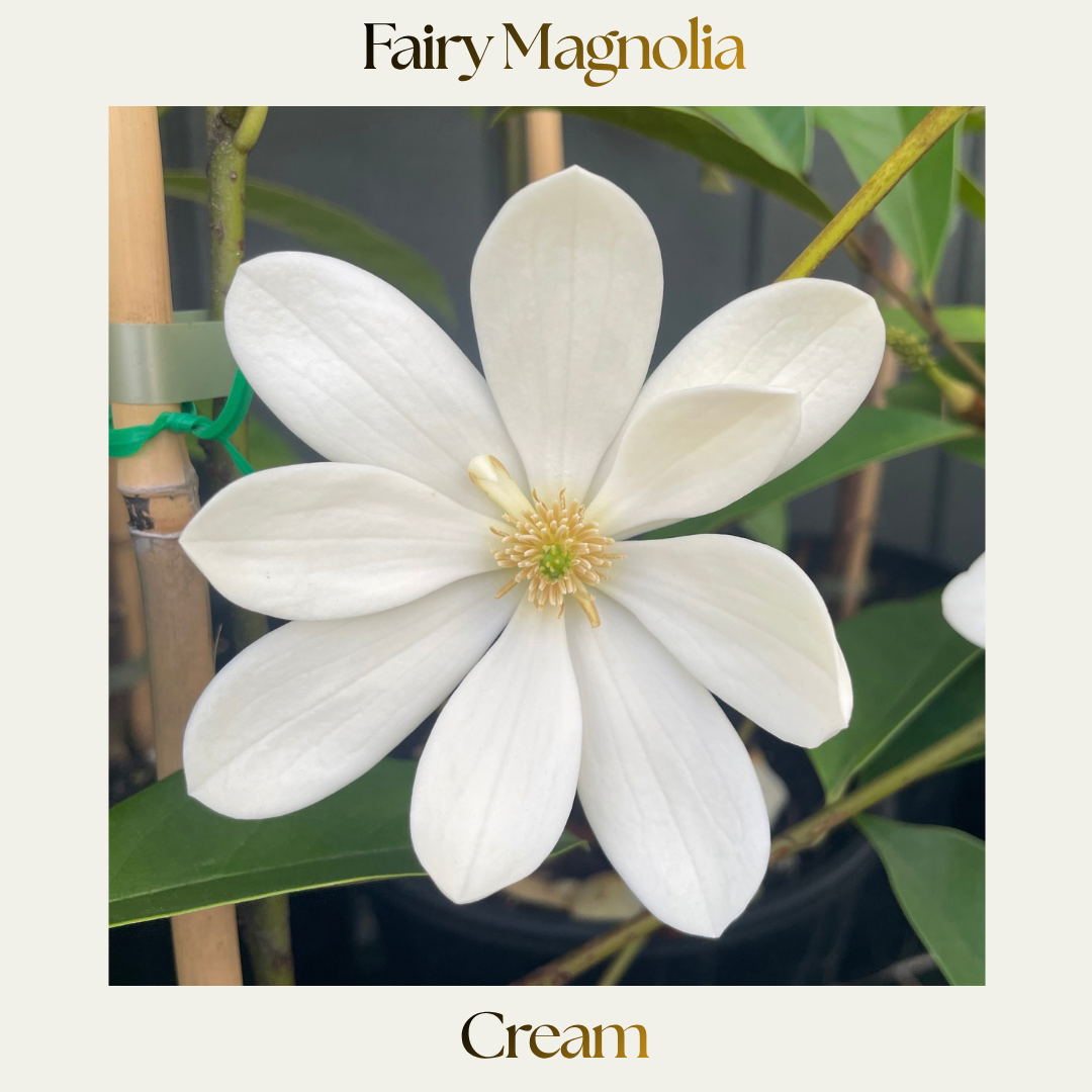 Fairy Magnolia — Cream