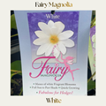 Fairy Magnolia — White