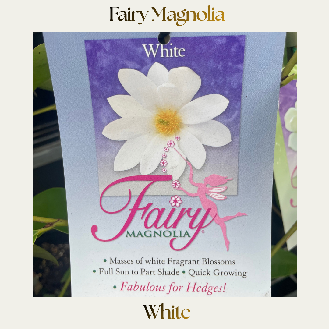 Fairy Magnolia — White