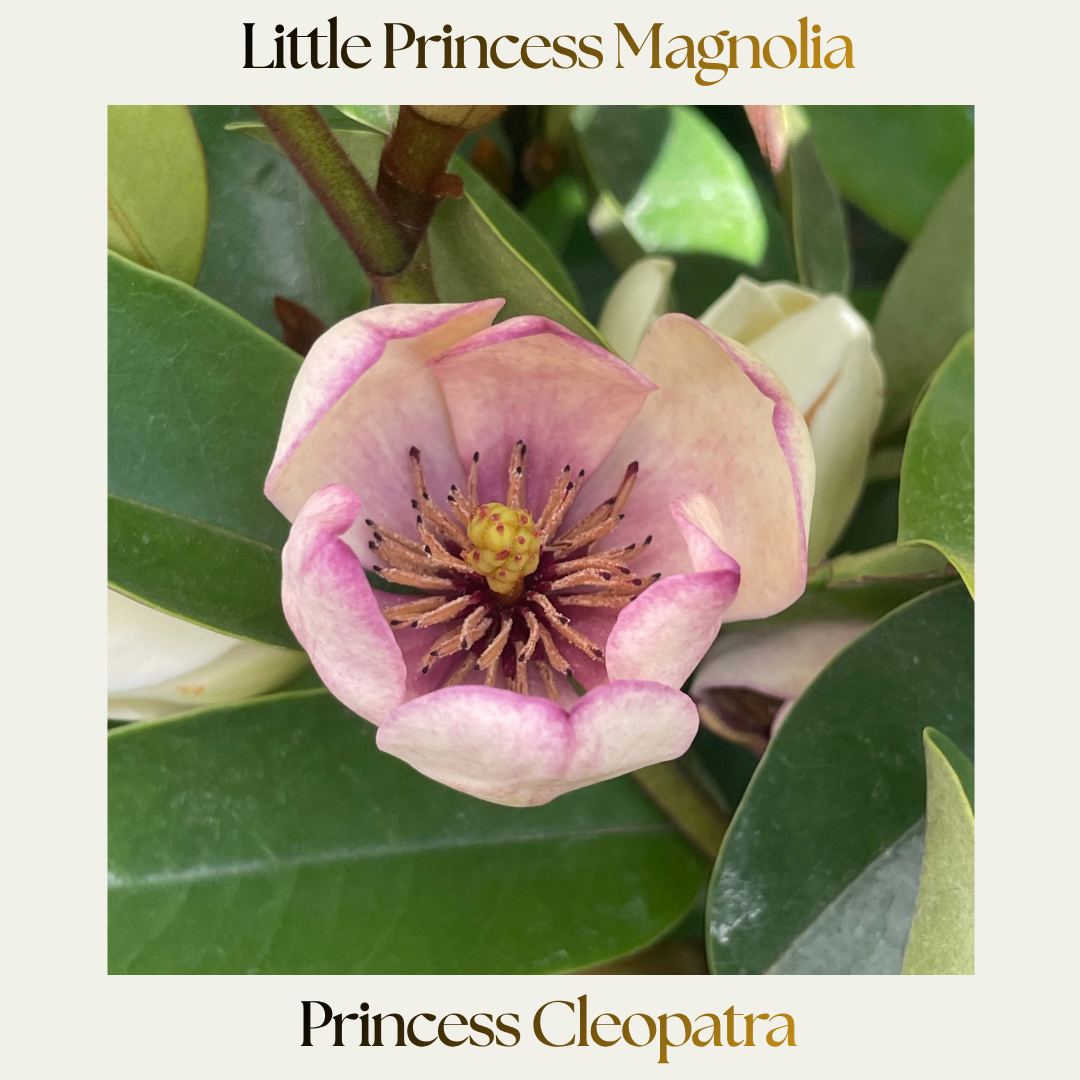 Little Princess Magnolia — Princess Cleopatra