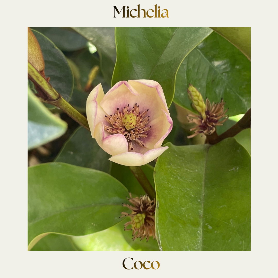 Michelia — Coco