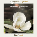 Magnolia — Kay Parris