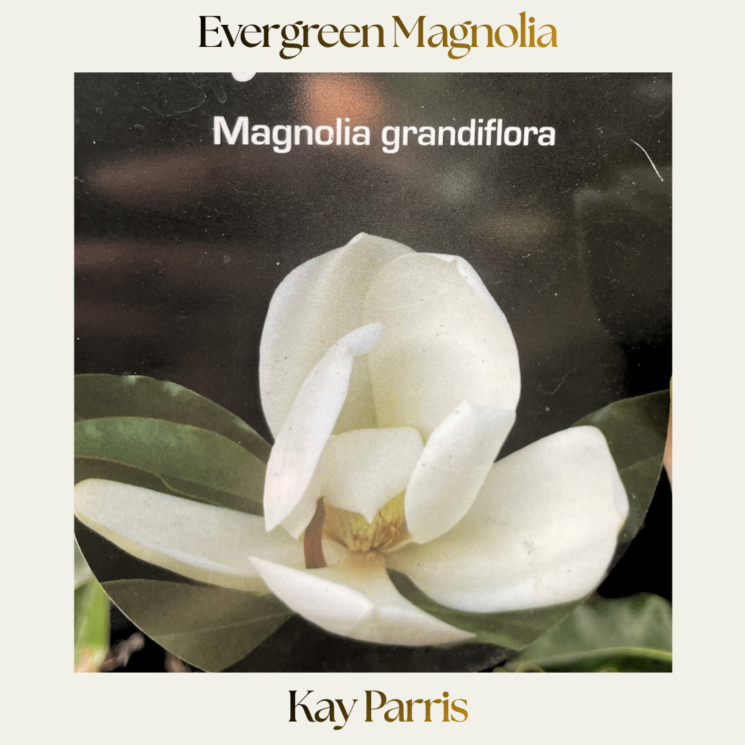 Magnolia — Kay Parris