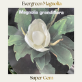Magnolia — Super Gem