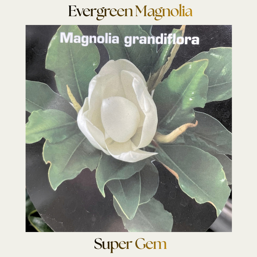 Magnolia — Super Gem