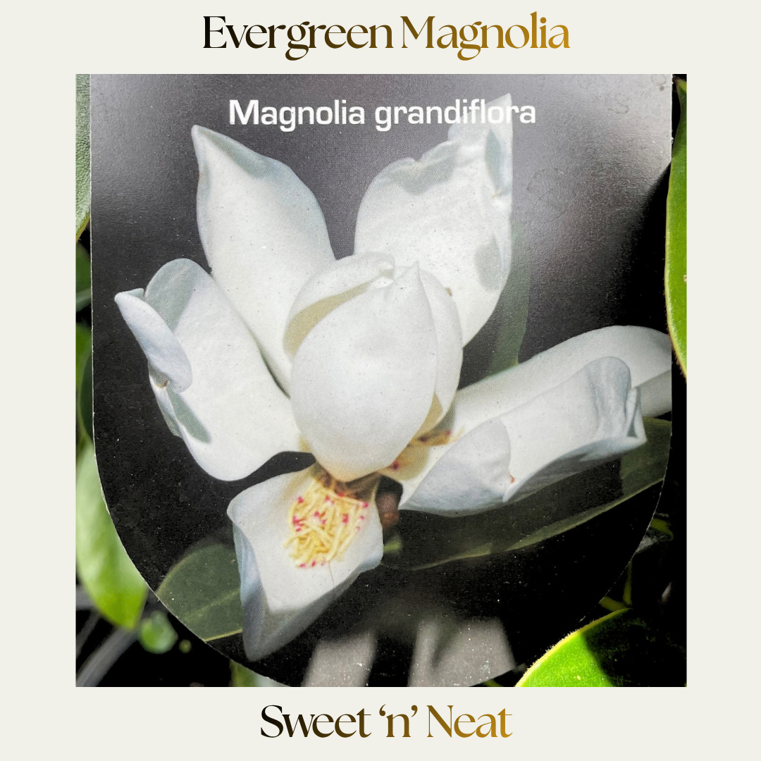 Magnolia — Sweet n Neat